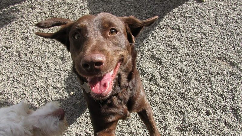 Doggyland Daycare & Boarding - Spokane Valley, WA