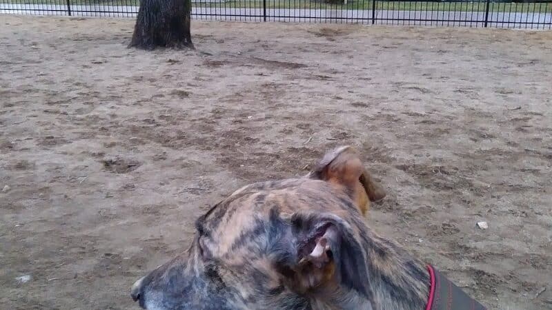 Downtown Spokane Dog Park - Spokane, WA