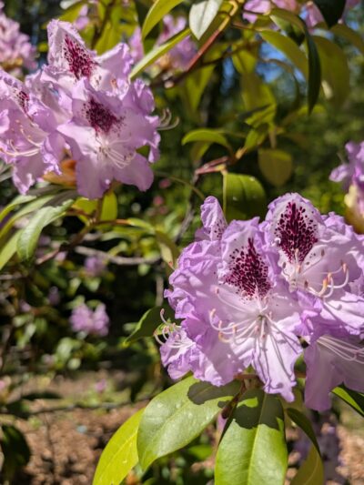 Finch Arboretum Woodland Center - Spokane, WA