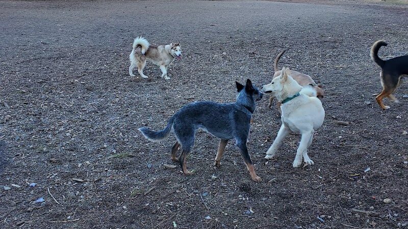 High Bridge Dog Park - Spokane, WA