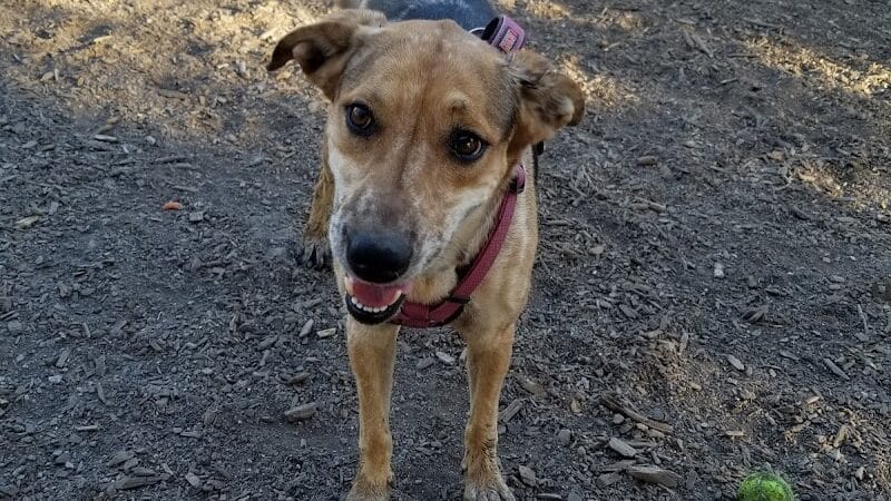 High Bridge Dog Park - Spokane, WA