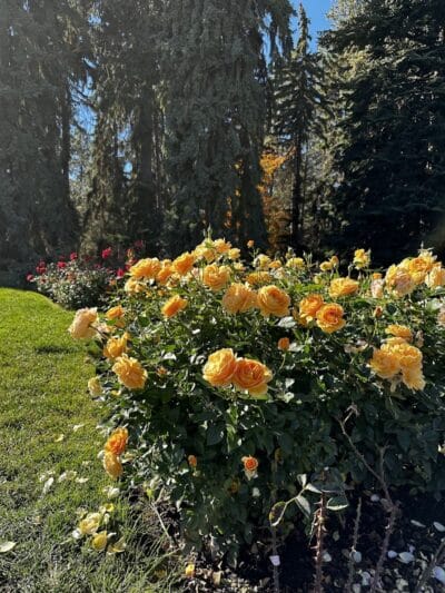Rose Hill - Spokane, WA