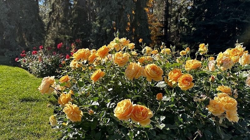 Rose Hill - Spokane, WA