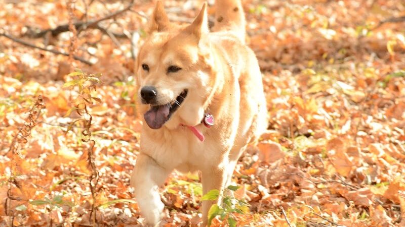 Ayres Memorial Animal Shelter - Sprakers, NY