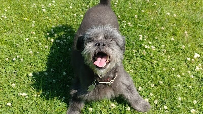 Ayres Memorial Animal Shelter - Sprakers, NY