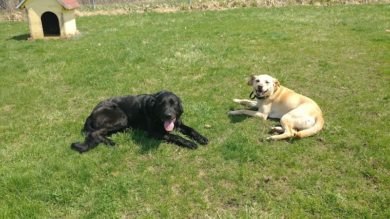 Ayres Memorial Animal Shelter - Sprakers, NY