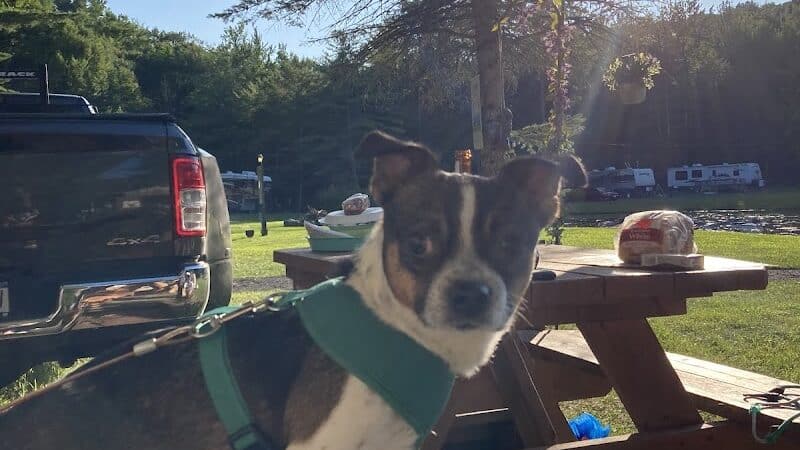 Ayres Memorial Animal Shelter - Sprakers, NY