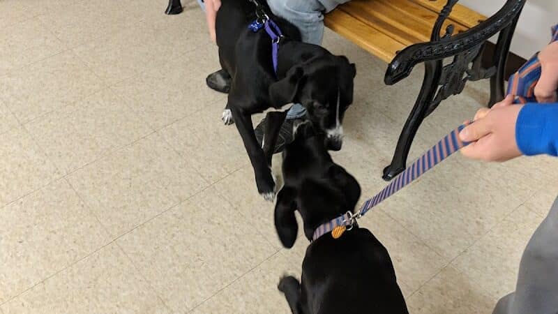 Ayres Memorial Animal Shelter - Sprakers, NY