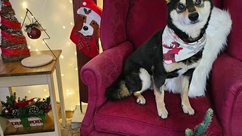 Ayres Memorial Animal Shelter - Sprakers, NY