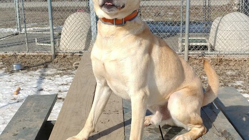 Ayres Memorial Animal Shelter - Sprakers, NY