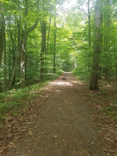 Thomas Burbine Forest Natural Trail - Sprakers, NY