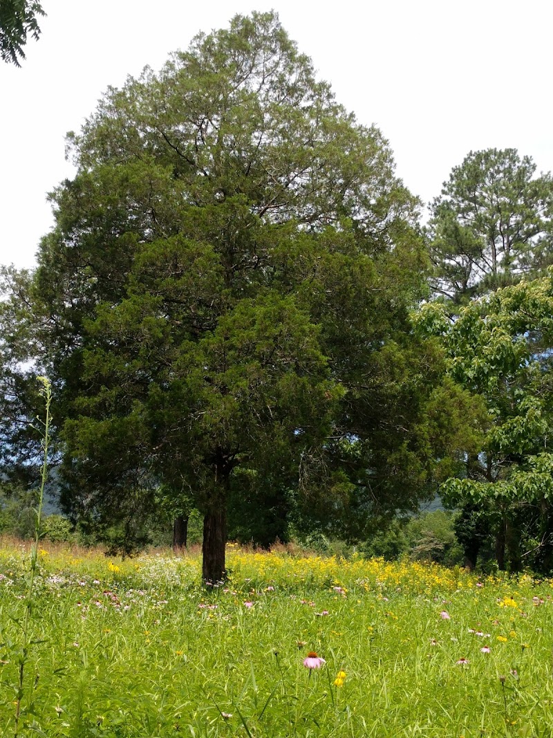 Spring City Nature Park - Spring City, TN