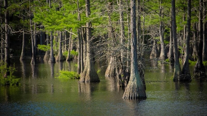 Carvers Creek State Park - Spring Lake, NC