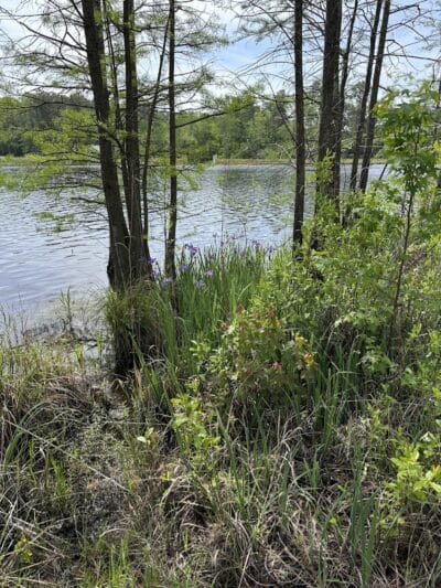 Carvers Creek State Park - Spring Lake, NC