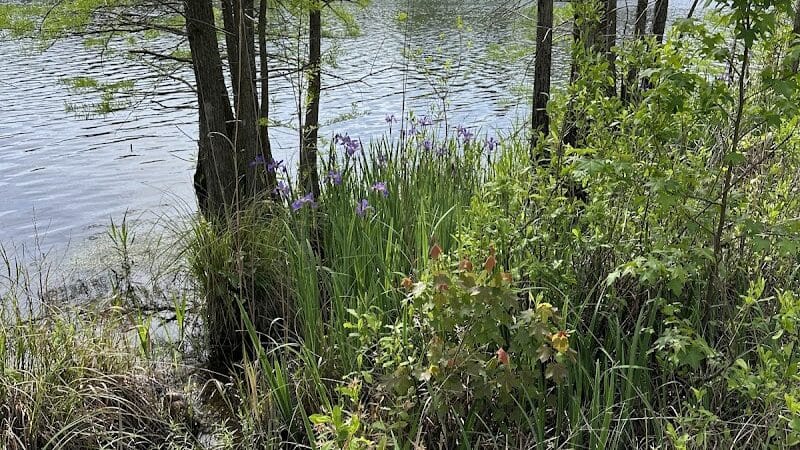 Carvers Creek State Park - Spring Lake, NC