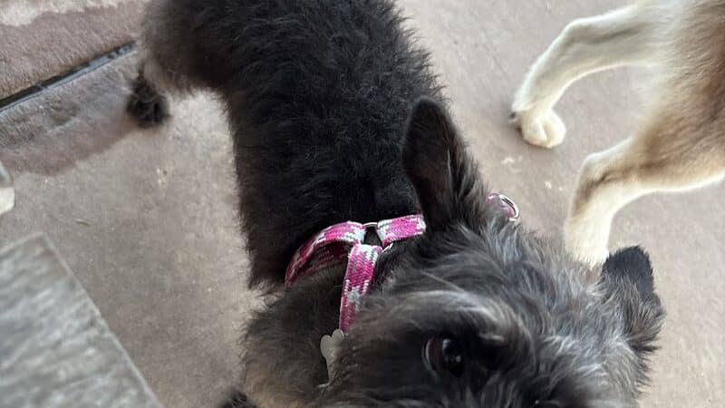 Springwoods Village Dog Park - Spring, TX