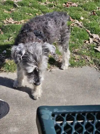 Rotary Dog Park - Springdale, AR