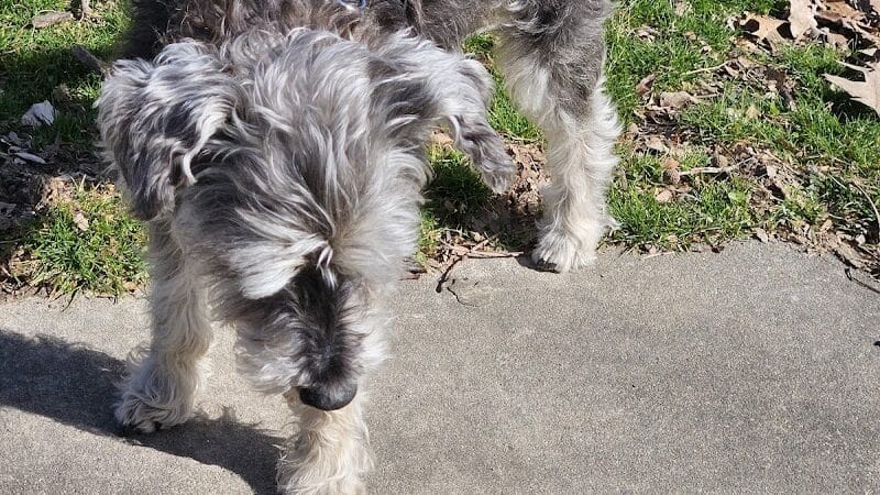 Rotary Dog Park - Springdale, AR