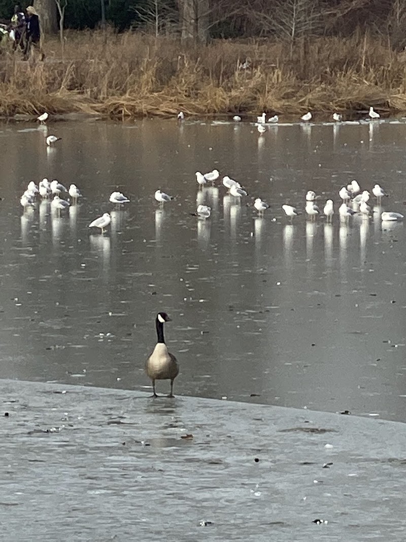 Springfield Park - Springfield Gardens, NY