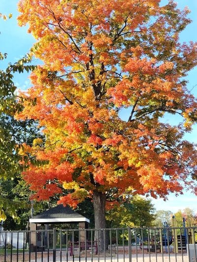 Adams Park - Springfield, MA