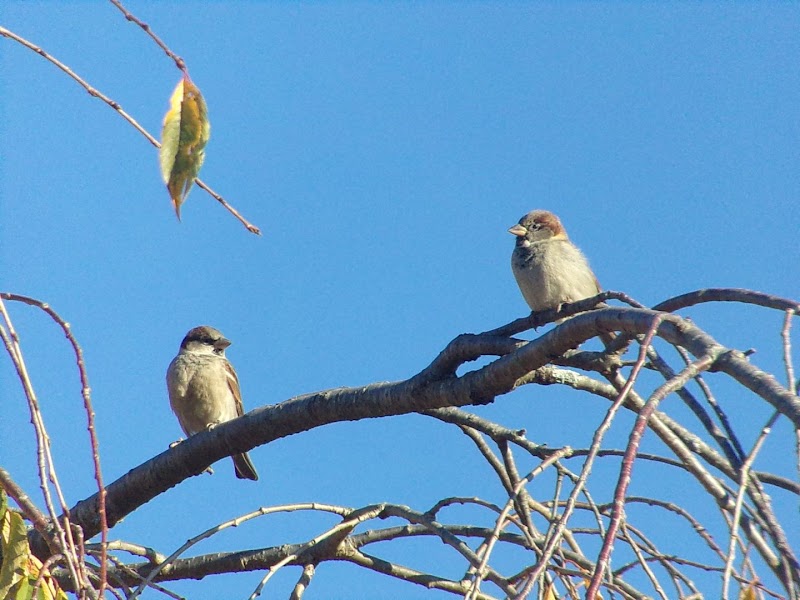 Beauregard & Schiavina Park - Springfield, MA