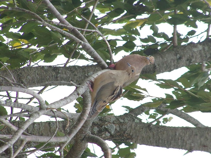 Beauregard & Schiavina Park - Springfield, MA