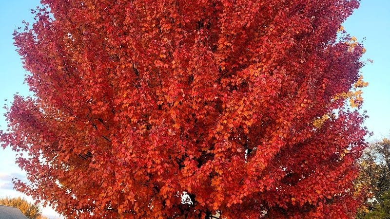 Marshall Roy Park - Springfield, MA