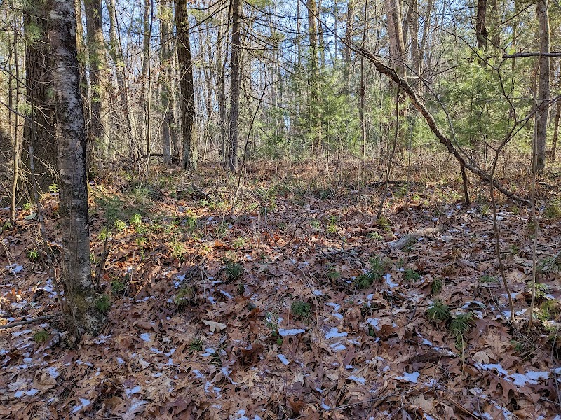 Tamarack Bog - Springfield, MA