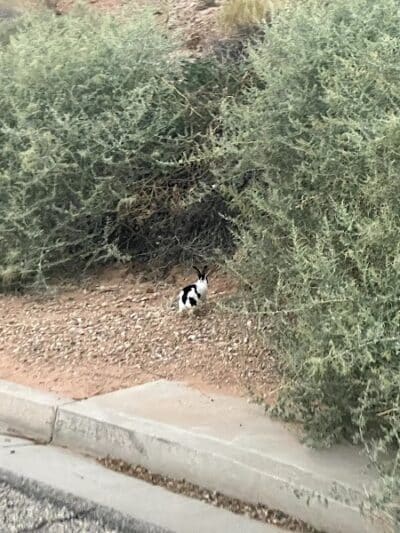 Saint James Park - St. George, UT