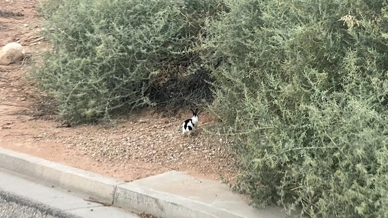 Saint James Park - St. George, UT