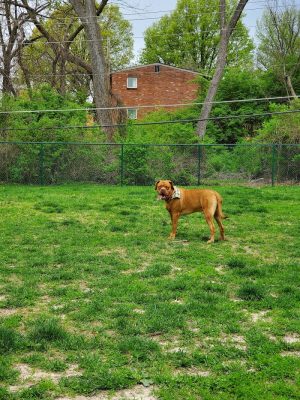 Wayside Park Unleashed Dog Park (membership only)