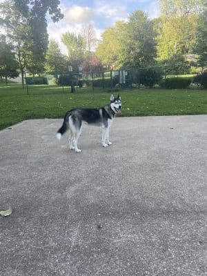 Wayside Park Unleashed Dog Park (membership only)