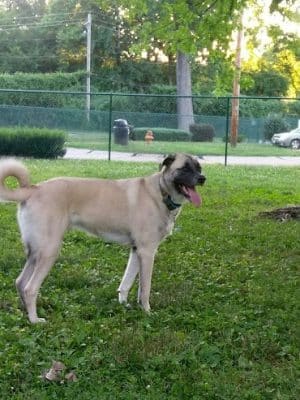 Wayside Park Unleashed Dog Park (membership only)