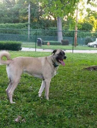 Wayside Park Unleashed Dog Park (membership only)