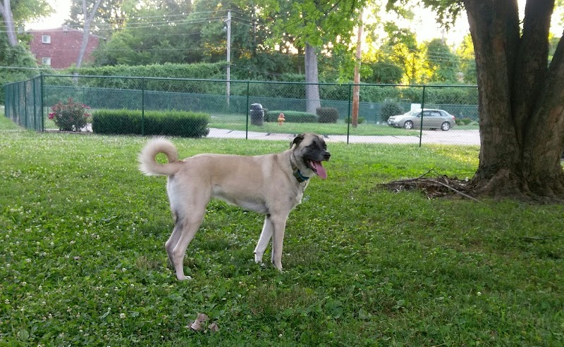 Wayside Park Unleashed Dog Park (membership only) - St. Louis, MO