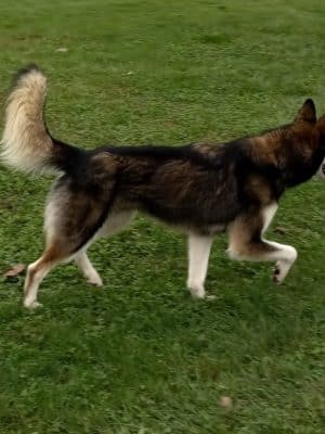 Wayside Park Unleashed Dog Park (membership only)