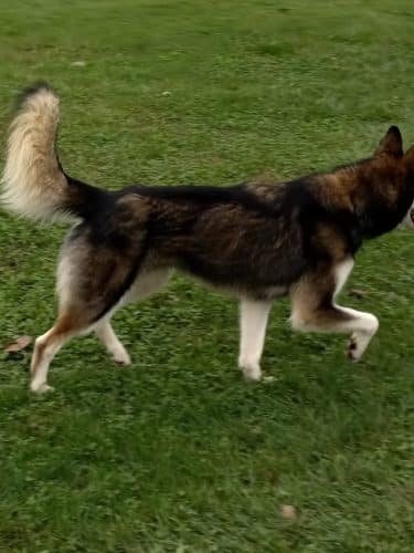 Wayside Park Unleashed Dog Park (membership only)