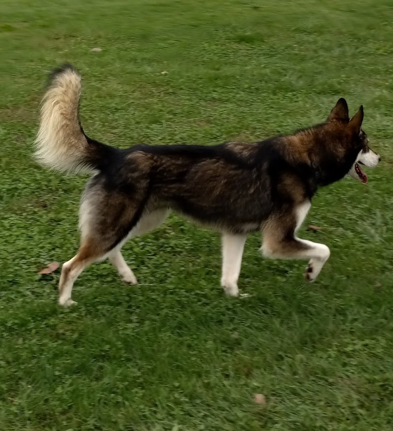 Wayside Park Unleashed Dog Park (membership only) - St. Louis, MO