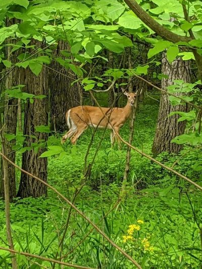 Rabbit Run Park - St Peters, MO