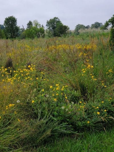 Rabbit Run Park - St Peters, MO