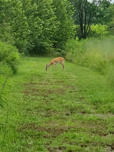 Rabbit Run Park - St Peters, MO