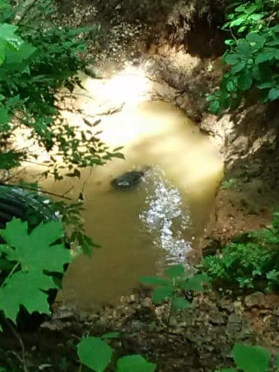 Shady Springs Park - St Peters, MO
