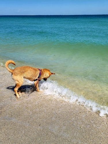 Fort De Soto Dog Park / Beach