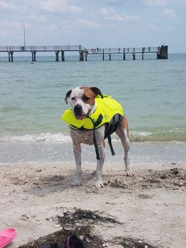 Fort De Soto Dog Park / Beach