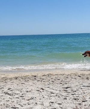 Fort De Soto Dog Park / Beach - St. Petersburg, FL