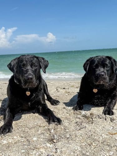 Fort De Soto Dog Park / Beach