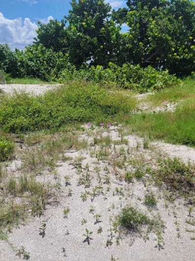 Fort De Soto Dog Park / Beach - St. Petersburg, FL