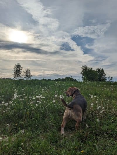 Stevens Point Dog Park - Stevens Point, WI