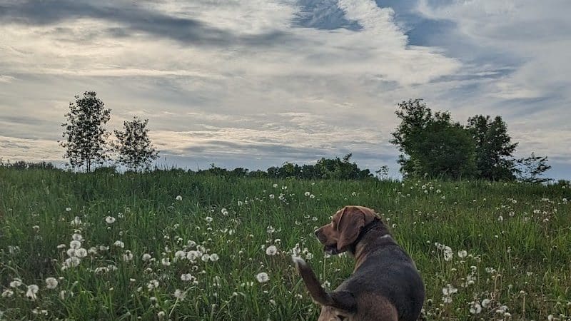 Stevens Point Dog Park - Stevens Point, WI