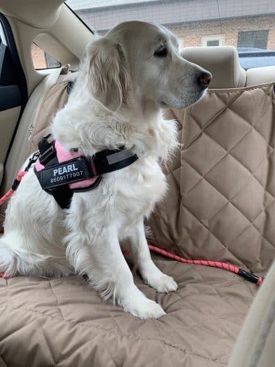 My Dog's Place - Stonington, CT